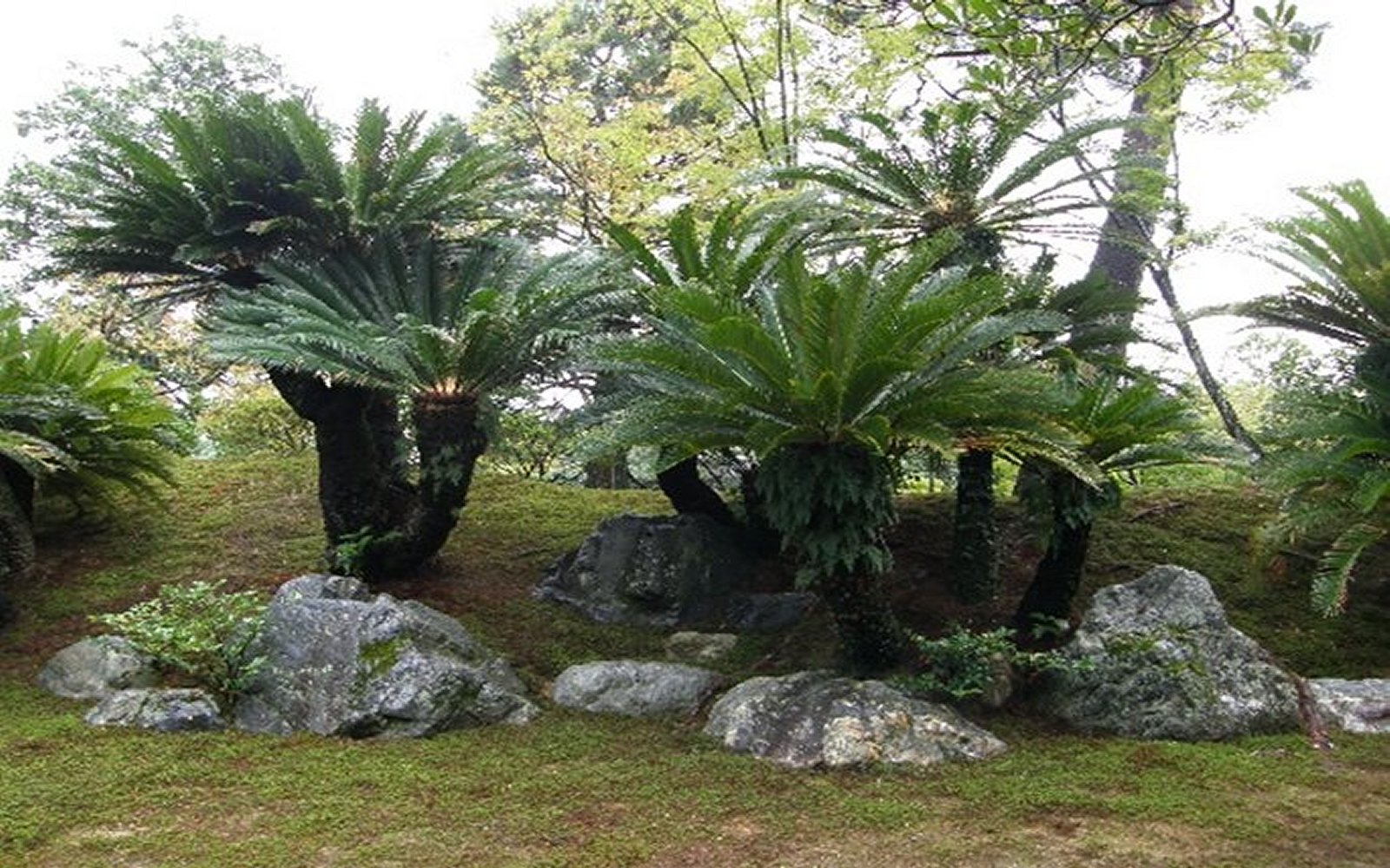 Foreningenjapanskehaver-Katsura_1600-5.jpg