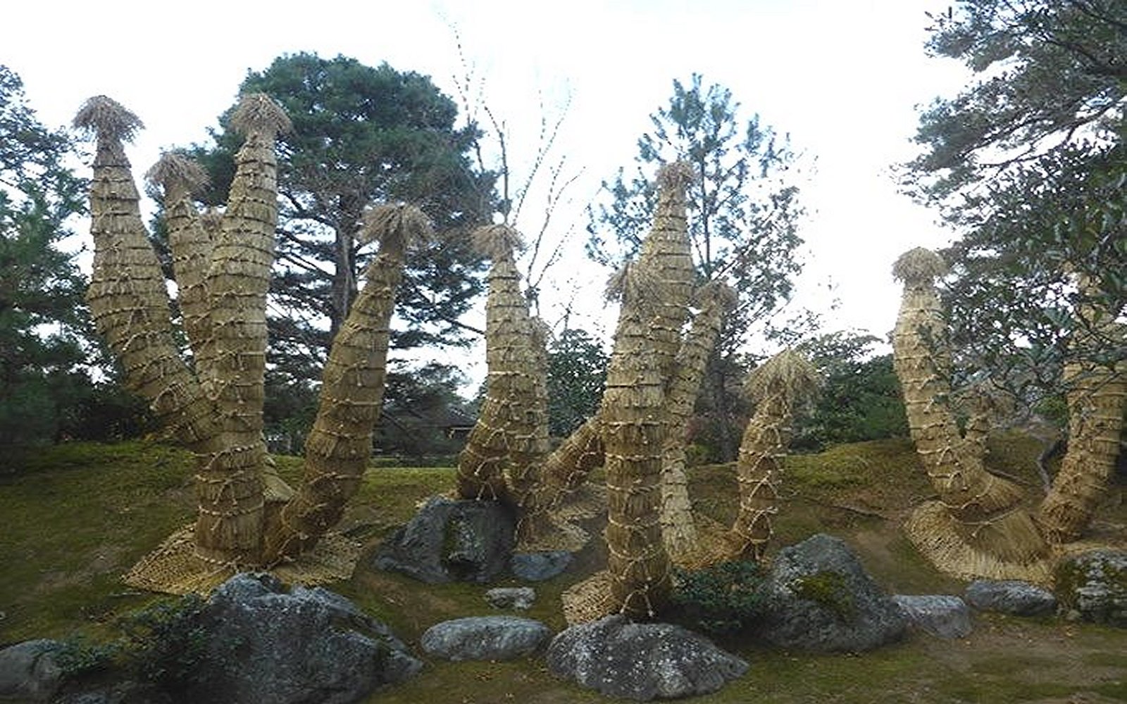 Foreningenjapanskehaver-Katsura_1600-6b.jpg